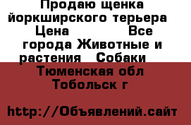 Продаю щенка йоркширского терьера  › Цена ­ 20 000 - Все города Животные и растения » Собаки   . Тюменская обл.,Тобольск г.